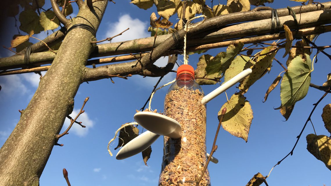 3 Tips om vogels te voeren in de koude periode