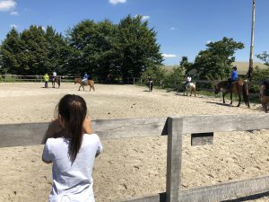 speelboerderij brabant - breehees paardem