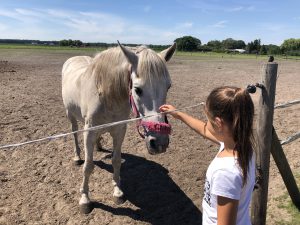 breehees paard aaien